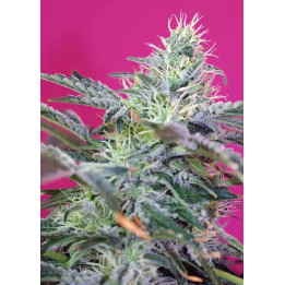  Sweet Cheese Auto【Sweet Seeds Autofloreciente】