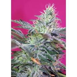 SWEET CHEESE AUTO