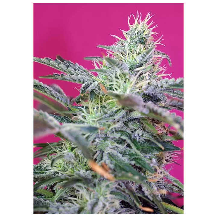 Sweet Cheese AutoSweet Seeds Autofloreciente