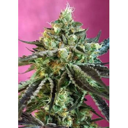Sweet Nurse Auto CBDSweet Seeds Autofloreciente