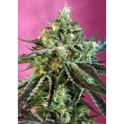 Sweet Nurse Auto CBD