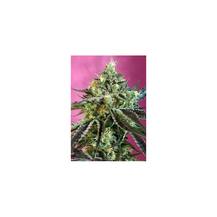 Sweet Nurse Auto CBDSweet Seeds Autofloreciente