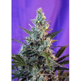 Sweet Skunk AutoSweet Seeds Autofloreciente