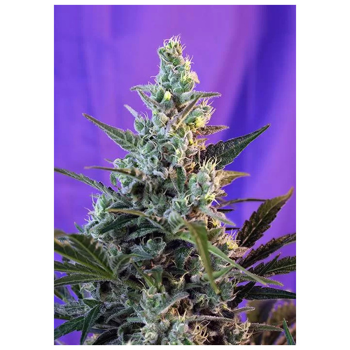 Sweet Skunk AutoSweet Seeds Autofloreciente