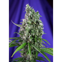 Sweet Trainwreck