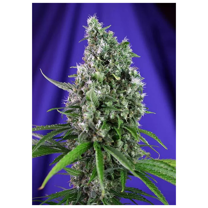 Sweet TrainwreckSweet Seeds Autofloreciente
