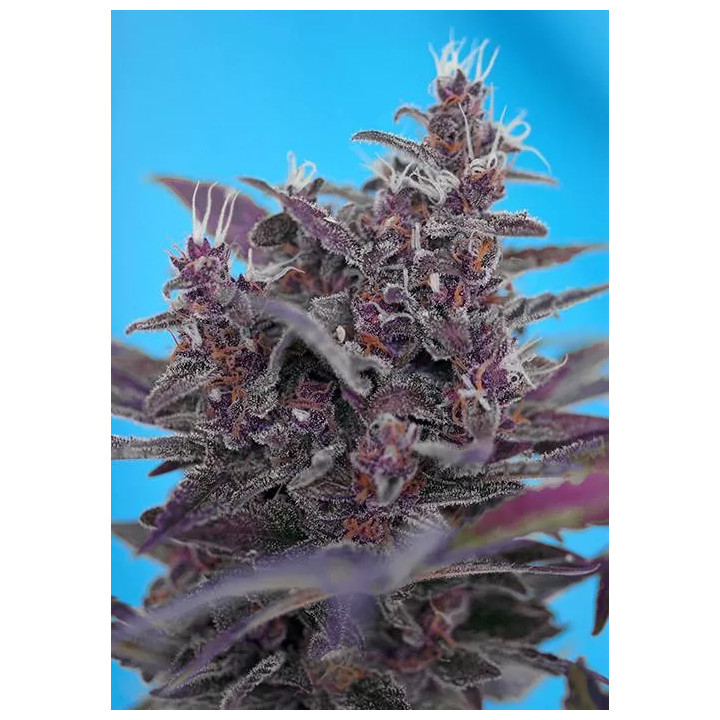 Black CreamSweet Seeds Autofloreciente