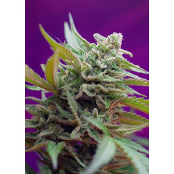 Black Jack Auto
