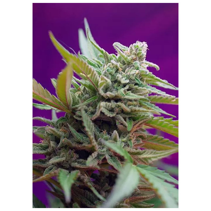 Black Jack AutoSweet Seeds Autofloreciente