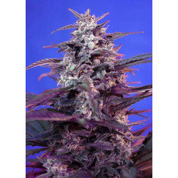 Bloody Skunk