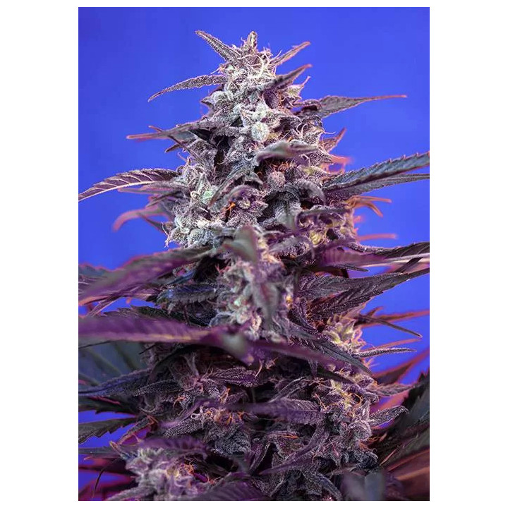 Bloody SkunkSweet Seeds Autofloreciente