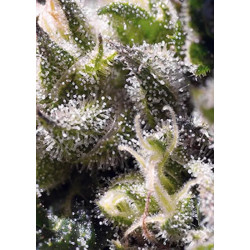 CREAM CARAMEL AUTO