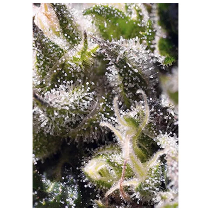 Cream Caramel AutoSweet Seeds Autofloreciente