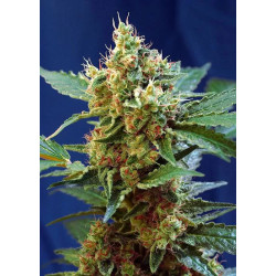 CREAM MANDARINE XL AUTO