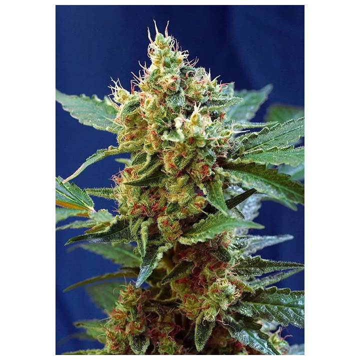 Cream Mandarine XL AutoSweet Seeds Autofloreciente