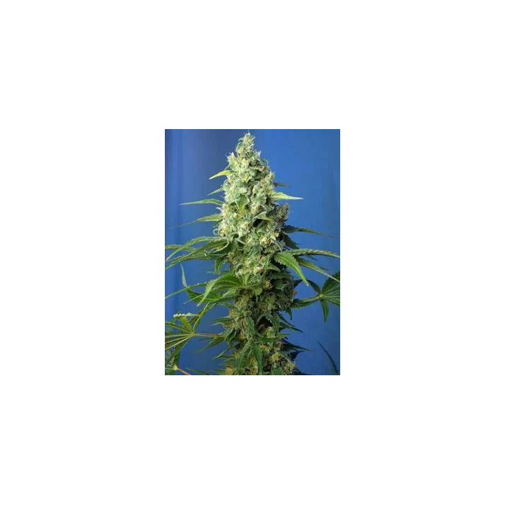 Honey Peach Auto CBDSweet Seeds Autofloreciente