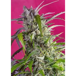 CRYSTAL CANDY AUTO