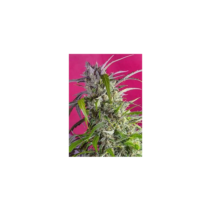 Crystal Candy AutoSweet Seeds Autofloreciente