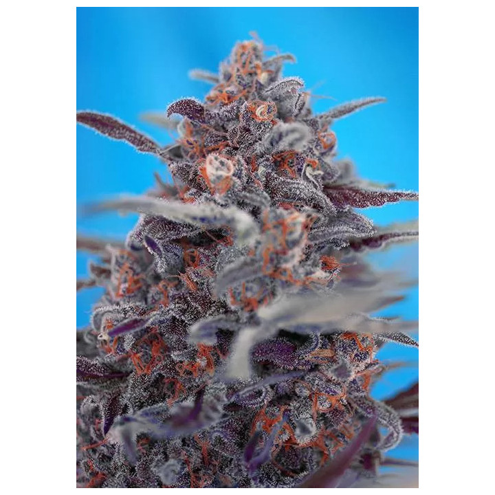 Devil CreamSweet Seeds Autofloreciente