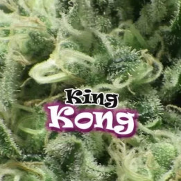  Auto King Kong 【DR. Underground Seeds】