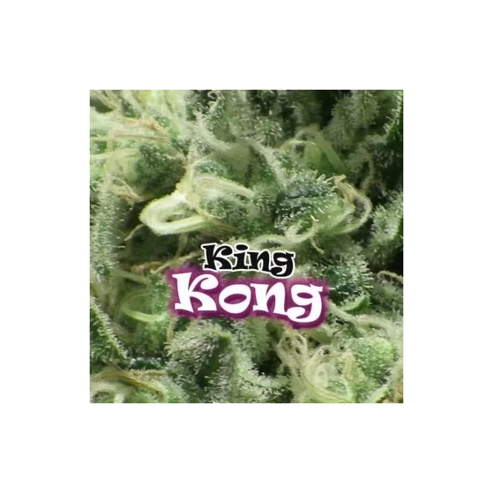  Auto King Kong 【DR. Underground Seeds】
