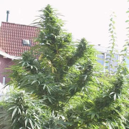  Easy Sativa Feminizada 【Female Seeds】