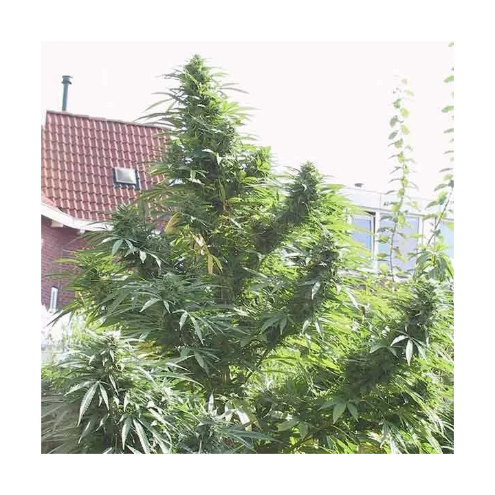 Easy Sativa Feminizada Female Seeds