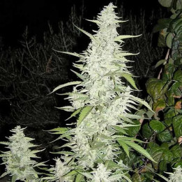  Maroc Feminizada 【Female Seeds】