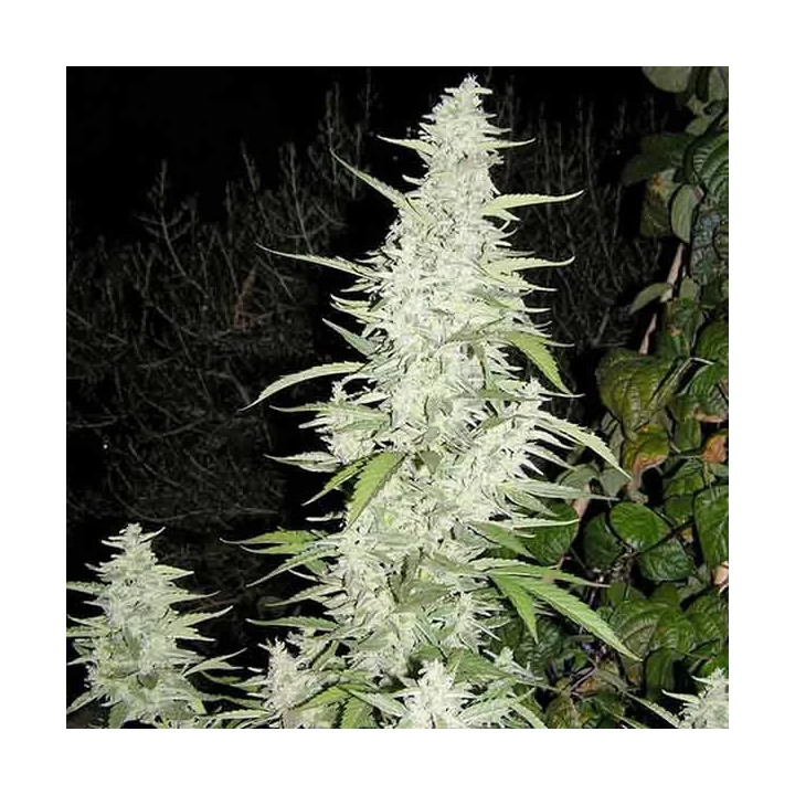 Maroc Feminizada Female Seeds