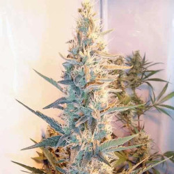 OUTDOOR GRAPEFRUIT