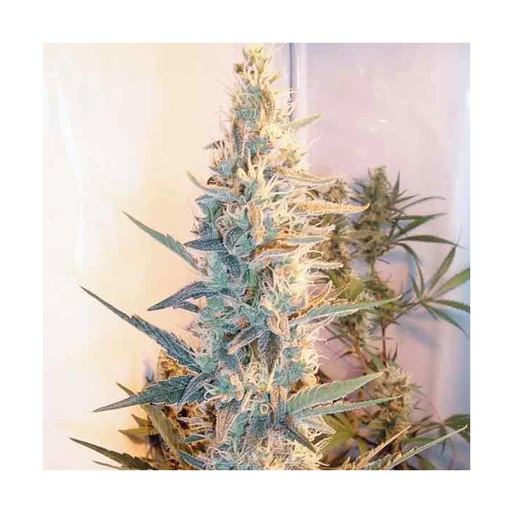  Outdoor Grapefruit Feminizada 【Female Seeds】