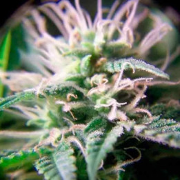  Purple Maroc Feminizada 【Female Seeds】