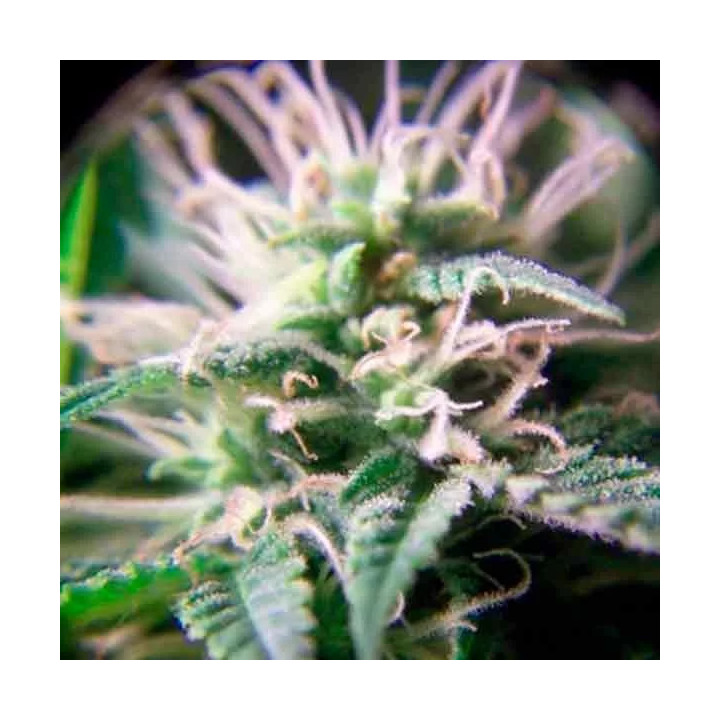 Purple Maroc Feminizada Female Seeds