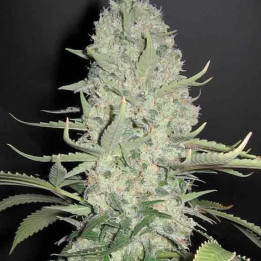  White Widow x Big Bud Feminizada 【Female Seeds】