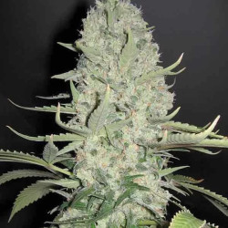 White Widow X Big Bud