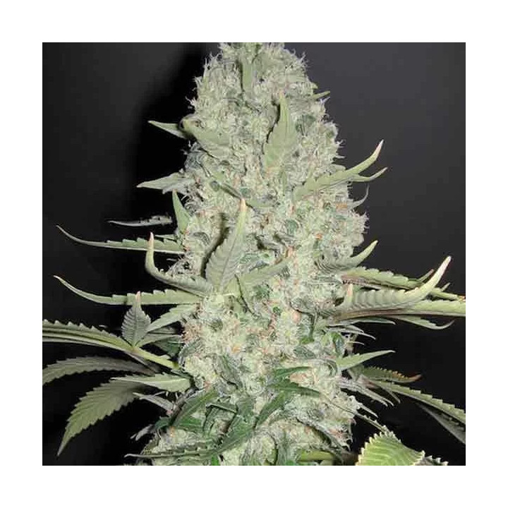White Widow x Big Bud Feminizada Female Seeds