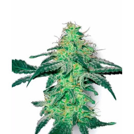 White Skunk FeminizadaWhite Label