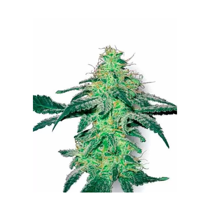 White Skunk FeminizadaWhite Label
