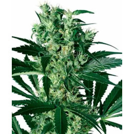 X-Haze FeminizadaWhite Label