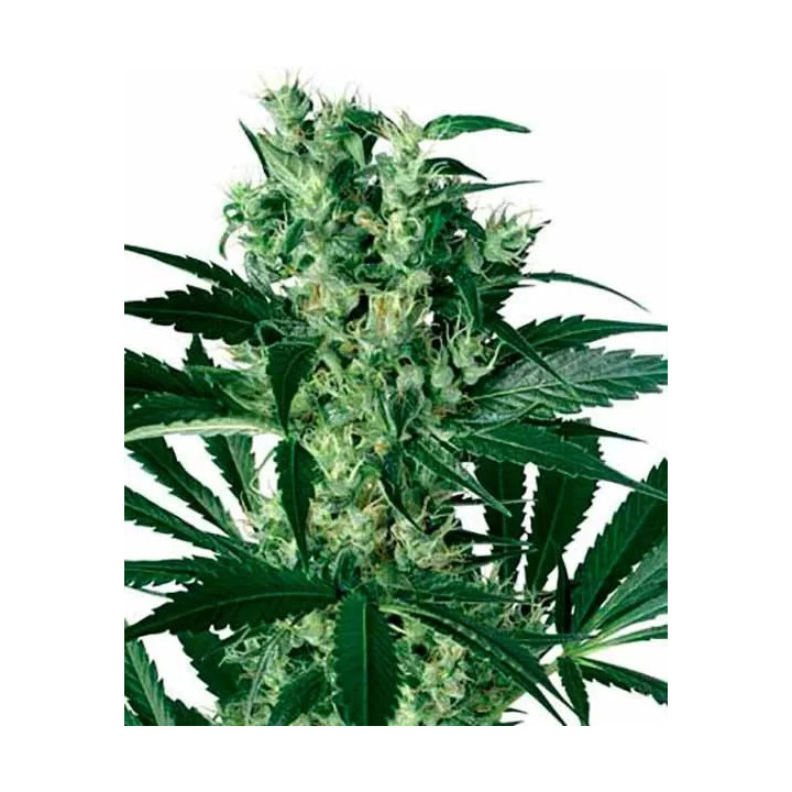 X-Haze FeminizadaWhite Label