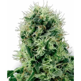  Pure Power Plant Feminizada【White Label】