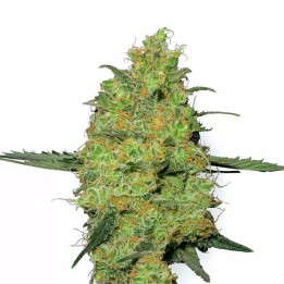 Master Kush FeminizadaWhite Label