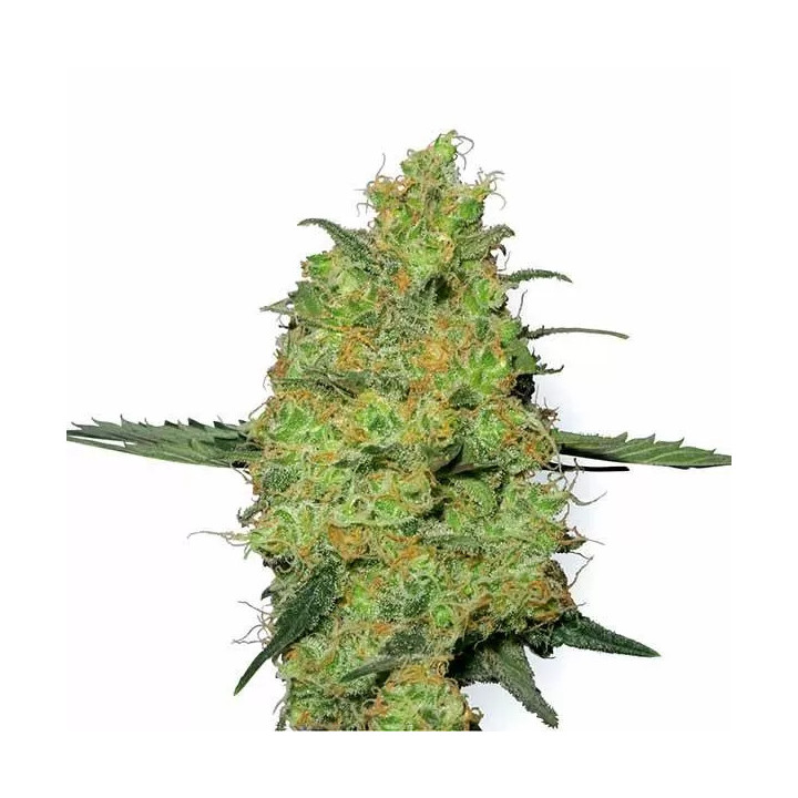Master Kush FeminizadaWhite Label