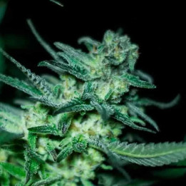  Eli Feminizada【R-Kiem Seeds】