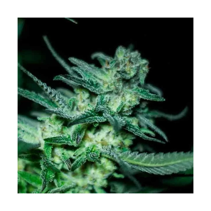  Eli Feminizada【R-Kiem Seeds】