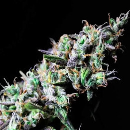  Icer Feminizada【R-Kiem Seeds】