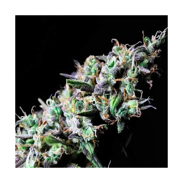Icer FeminizadaR-Kiem Seeds