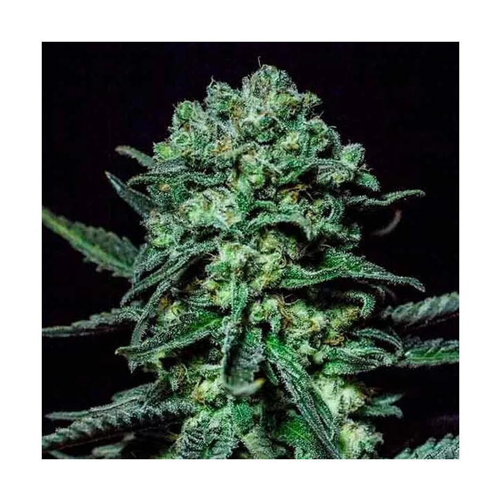 Muse Feminizada【R-Kiem Seeds】