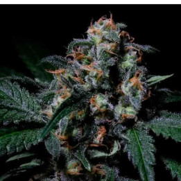  Negra 44 Feminizada【R-Kiem Seeds】