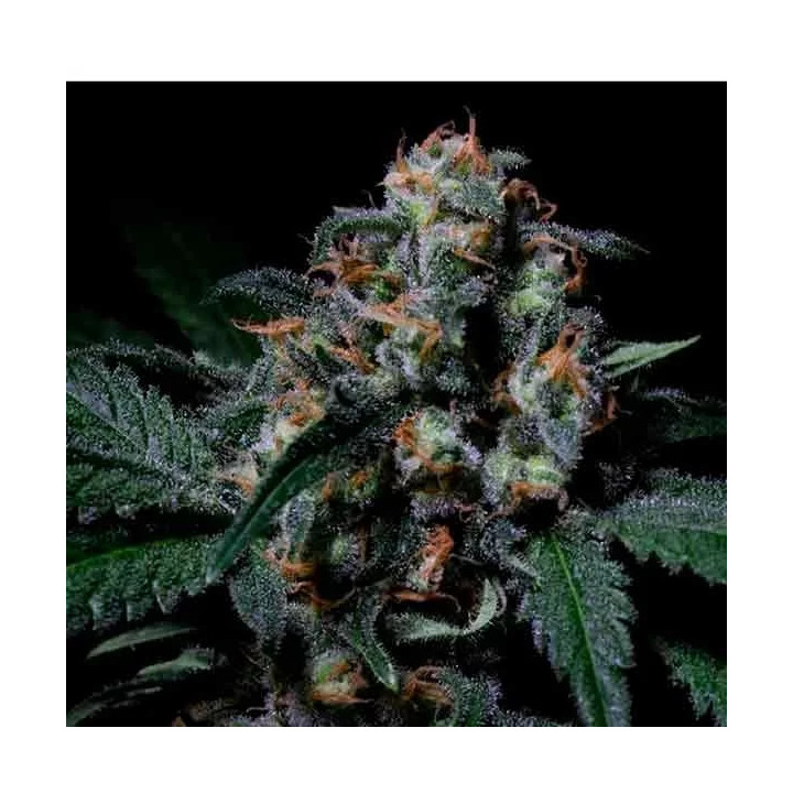 Negra 44 FeminizadaR-Kiem Seeds